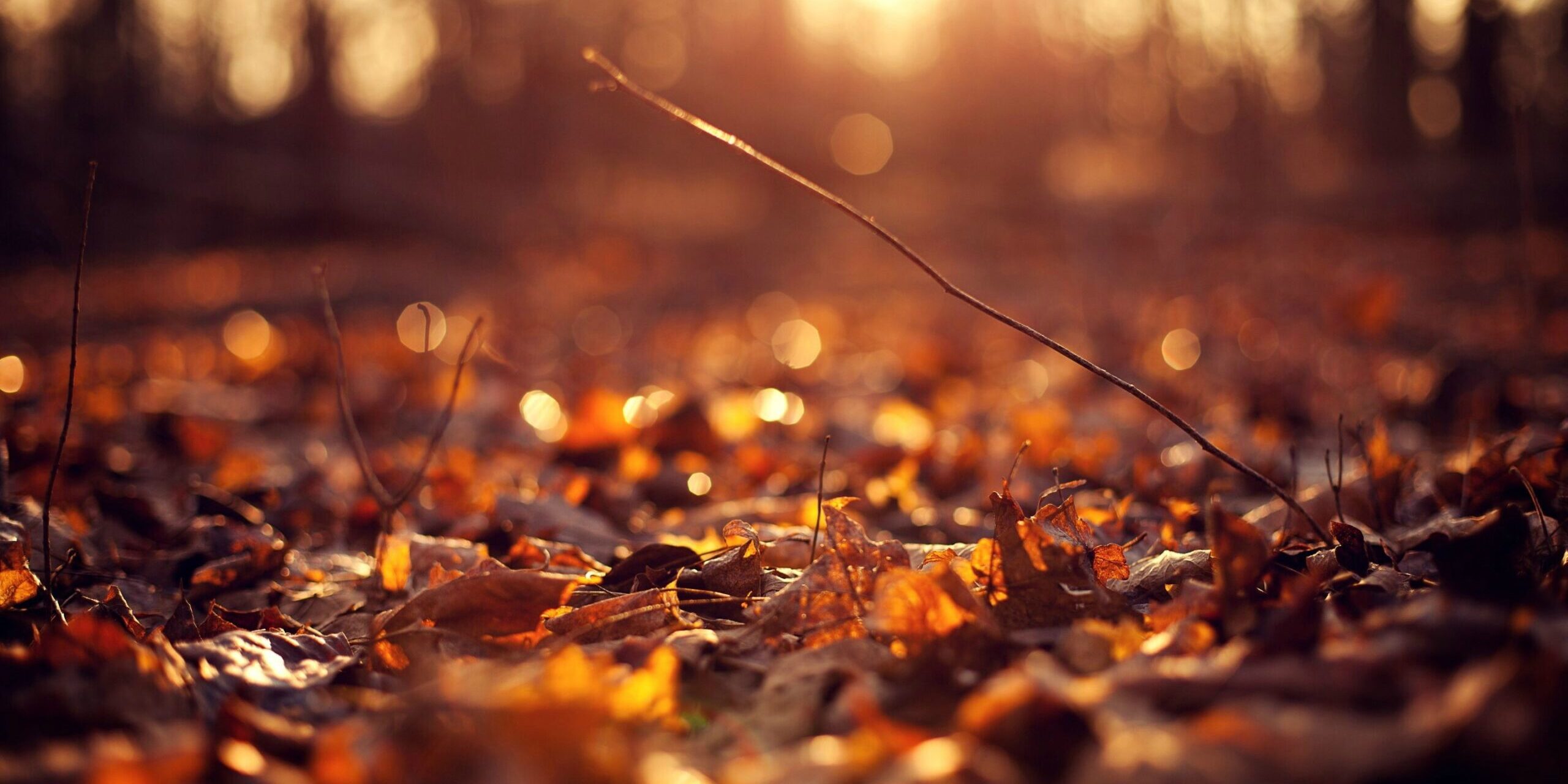 leaves